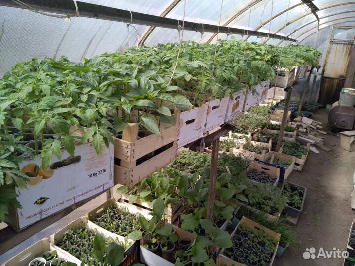 Рассада помидоры, перцы, баклажаны