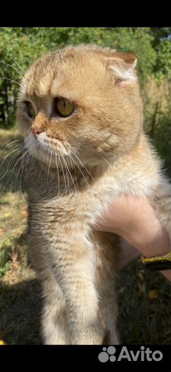 Кот на вязку