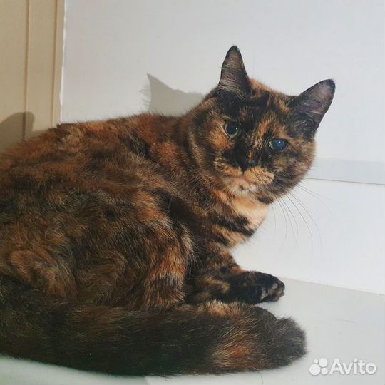 Отдам кошечку Ванессу