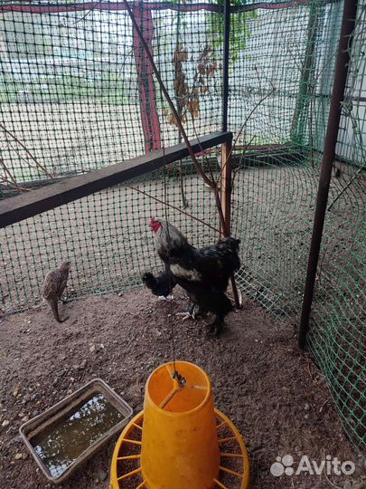 Фазаны и курицы