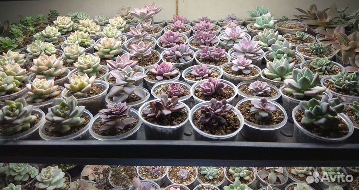 Суккуленты