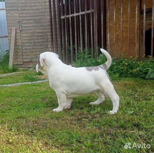 Мальчик голубой Мерле на белом булли