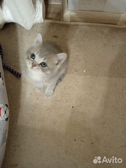 Британские котята