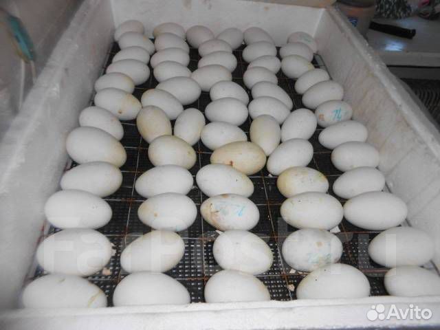 Сколько стоит десяток гусиных яиц. Инкубационное гусиное яйцо и гусята суточные. Вес гусиного яйца. Фото яйцо гусиное белое.