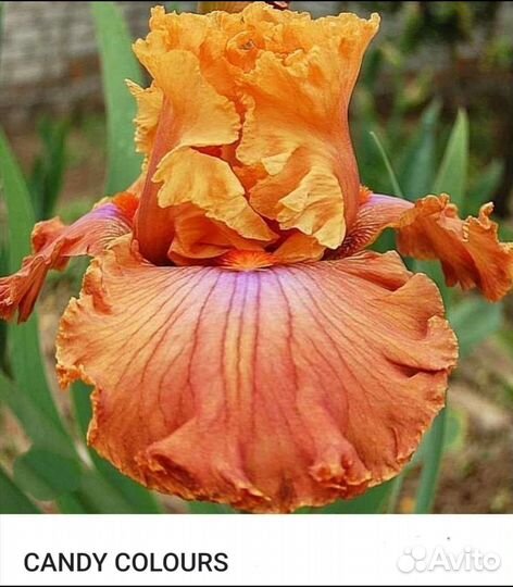 Ирис бородатый