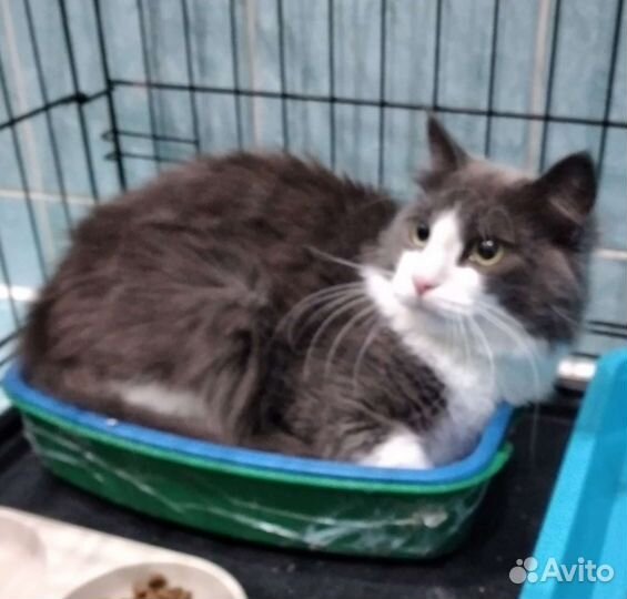 Шикарный Пушок в добрые ручки