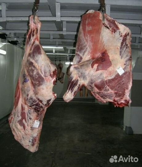 Быки коровы телки