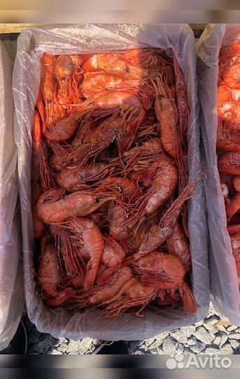 Креветка Северная