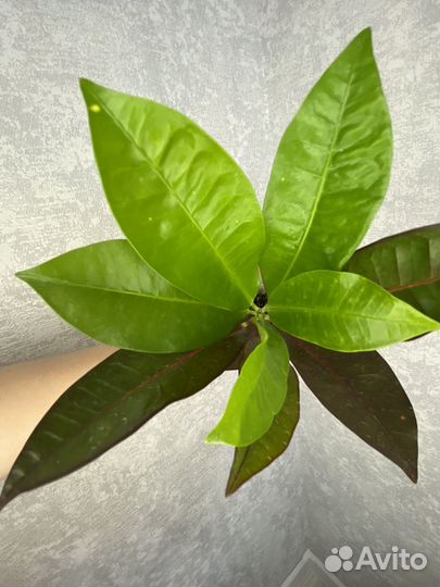 Кротон миссис Айстон