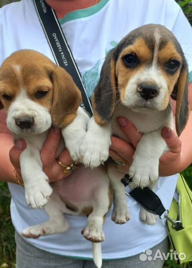 Щенки бигль