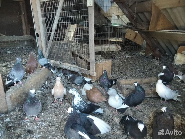 Продаются голуби