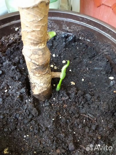 Монстера деликатесная(Monstera deliciosa)