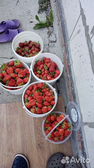 Рассада клубники