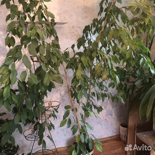 Фикус ретуса