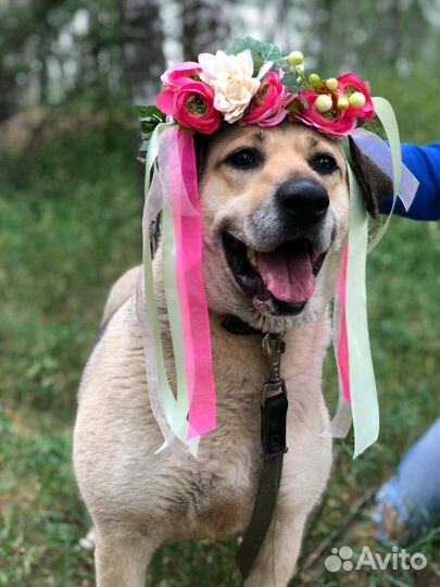 Собака Дора в добрые руки