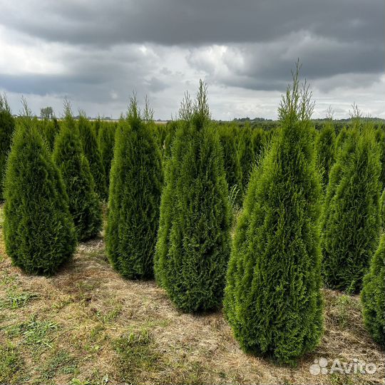 Туя западная 