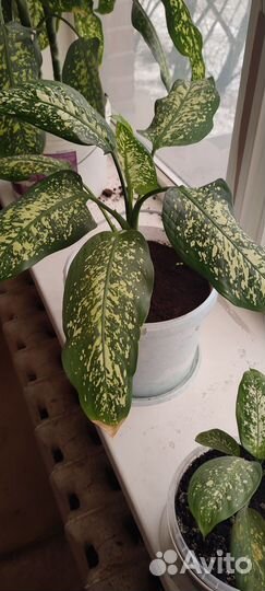 Диффенбахия цветы