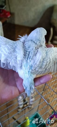 Волнистый попугай ввп чех