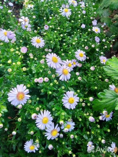 Многолетние цветы