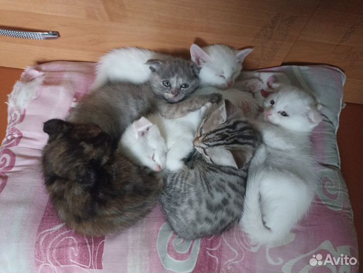 Отдам Очаровательных котят