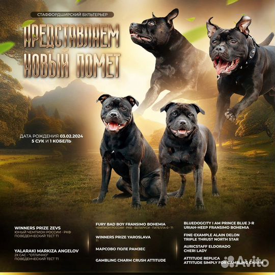 Стаффордширский бультерьер