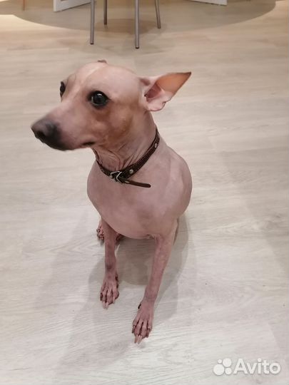 Американский голый Терьер, девочка, 2 года