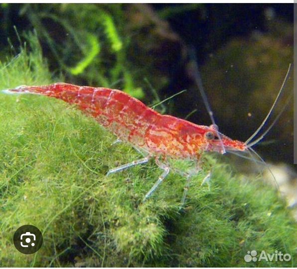 Аквариумные креветки