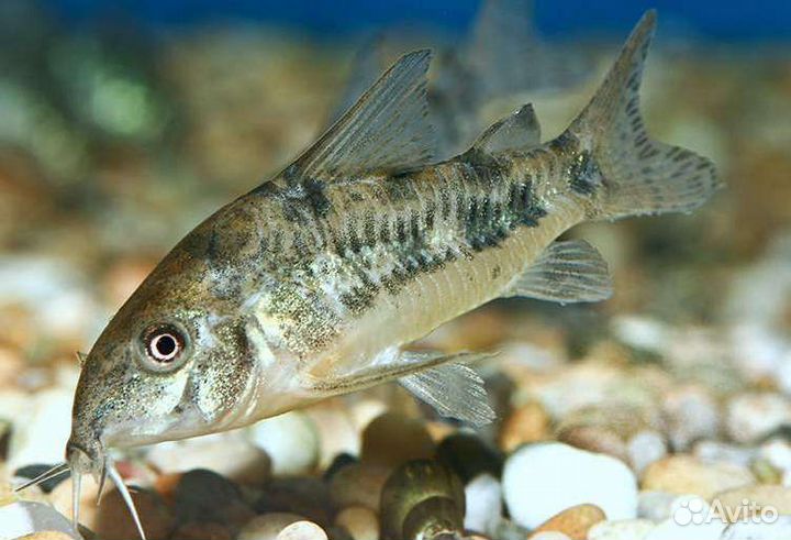 Аквариумные рыбки. Коридорасы