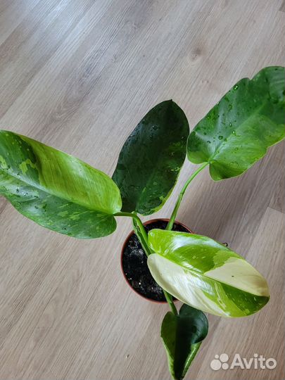 Филодендрон хосе буэно