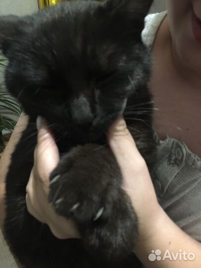 Отдам кота в добрые руки