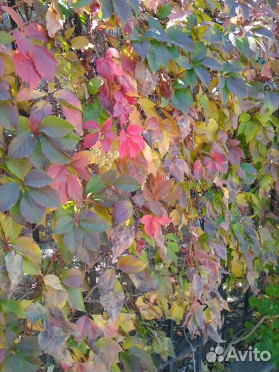 Глициния акебия девичий виноград