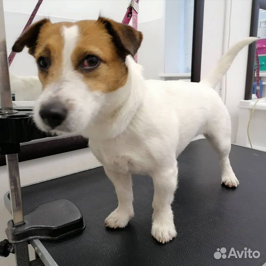 Стрижка собак и кошек