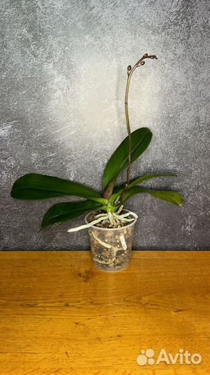 Орхидея фаленопсис биг лип хот кисс