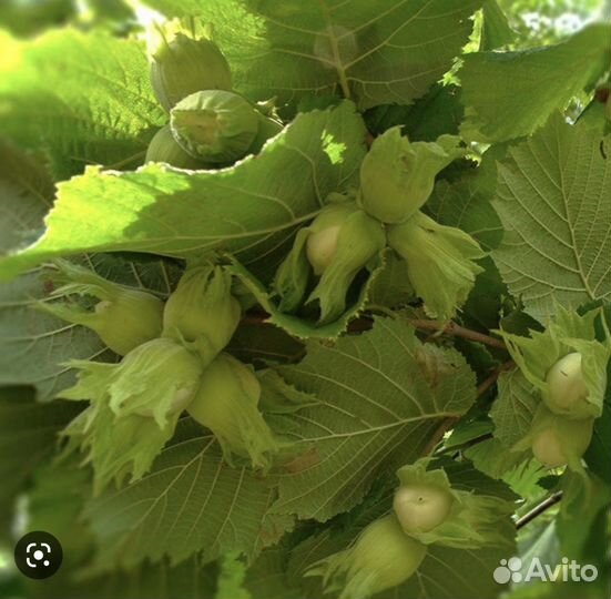 Фундук «шедевр» саженцы