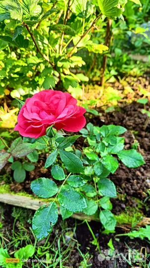 Гортензии, розы