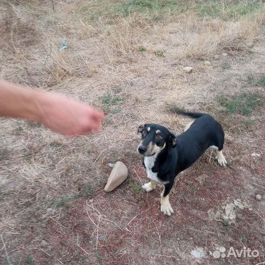 Собака в добрые руки щенок