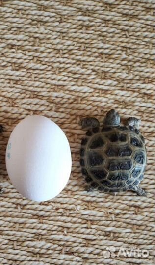 Малышка сухопутная черепашка