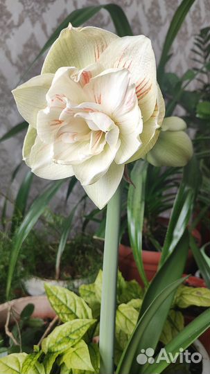 Гиппеаструм