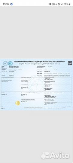 Веймаранер Вязка