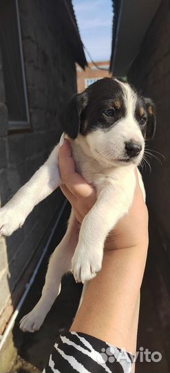 Собаки бесплатно в добрые руки щенки