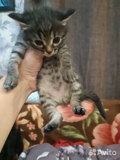 Маленькие детки.в добрые руки