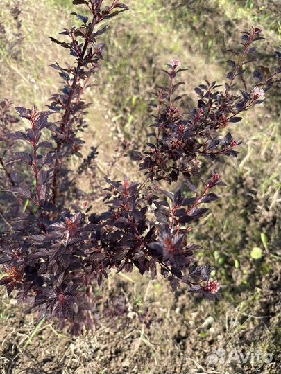 Пузыреплодник литл джокер красный