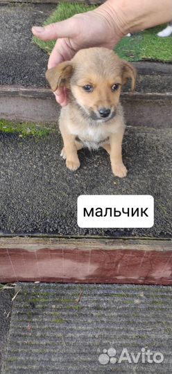 Щенки в добрые руки