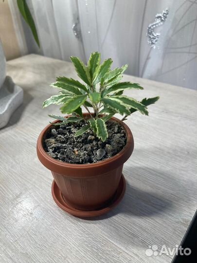 Комнатные растения цветы