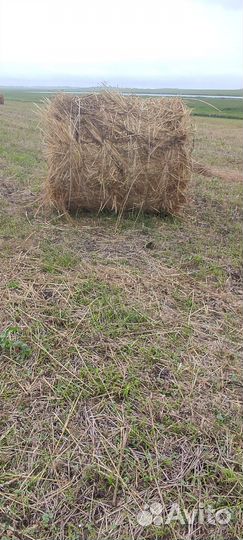 Продам сено в рулонах свежий укос