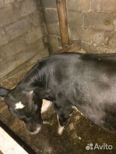 Быки на племя