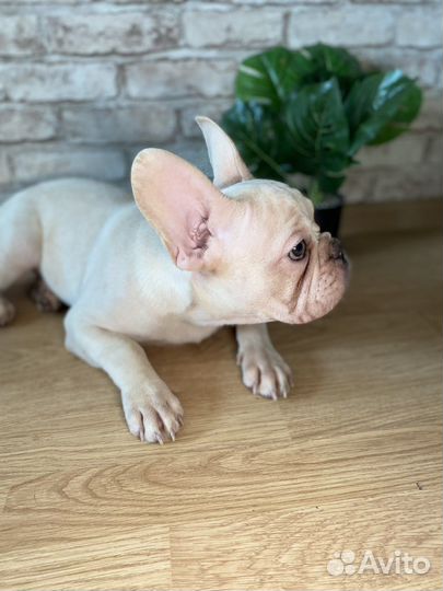 Французский бульдог