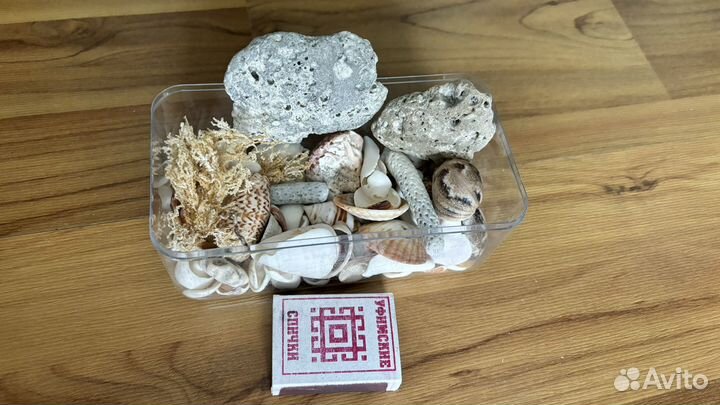 Морские ракушки раковины