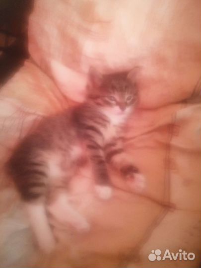 Котик в добрые руки