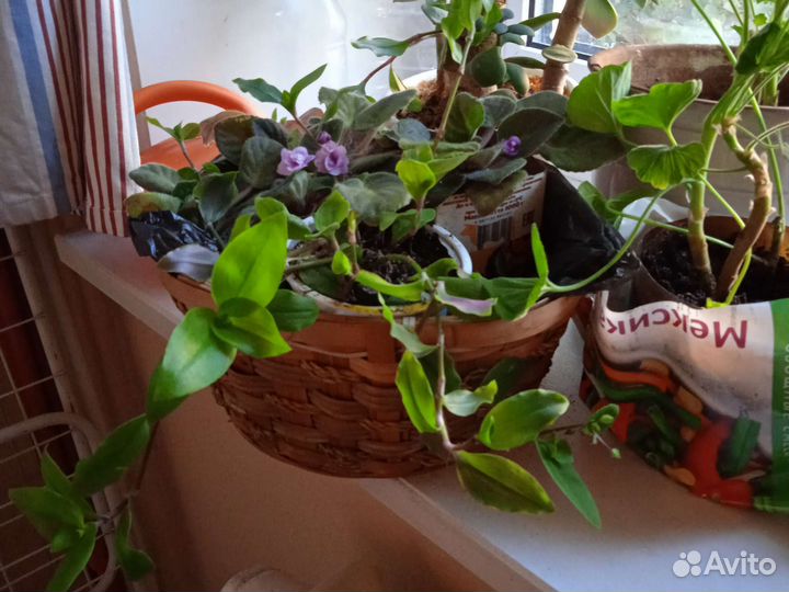 Фиалки, не доставкой, цветет